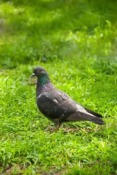 Pigeon in the grass Stock Photos