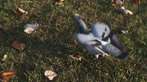 Pigeon on grass taking off in slow motion during autumn Stock Footage 118732916