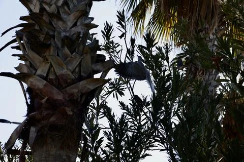 Pigeon grassy tree Stock Photos