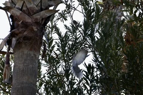 Pigeon grassy tree Stock Photos