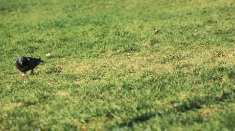 Pigeon on green grass Stock Footage 5088177