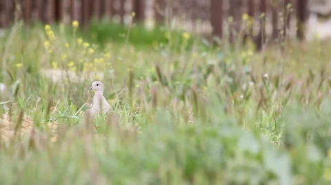 Pigeon on green grass Stock Footage 5090403