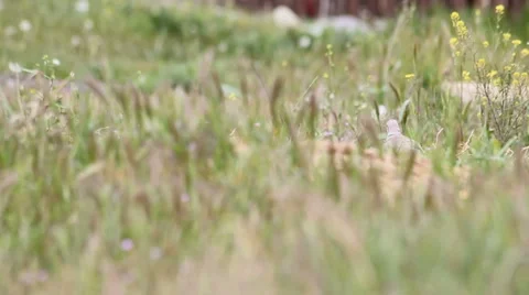 Pigeon on green grass Stock Footage 5090445