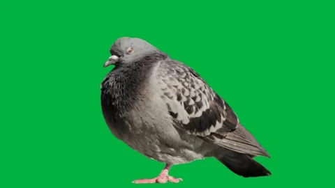 Pigeon Greenscreen 3 Stock Footage 198361378