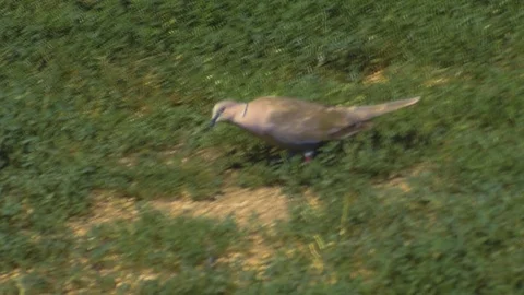Pigeon on the ground Stock Footage 89243942
