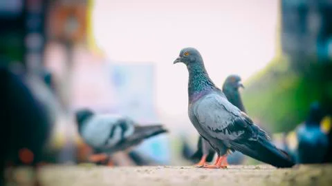 Pigeon on ground Stockfoto's