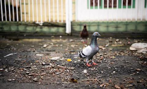 Pigeon on ground Stock Photos
