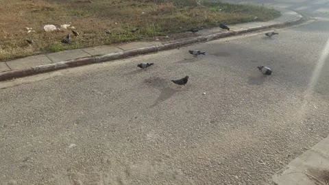 Pigeon group Stock-Footage 155708043