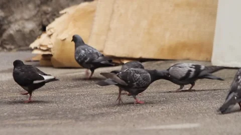Pigeon Group Found a Piece of Bread Stock Footage 261588941