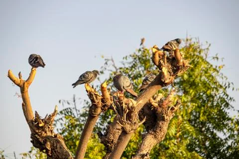 A pigeon group sitting on a tree leafless branch Stock Photos