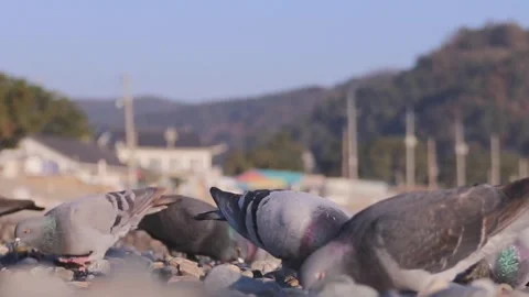Pigeon groups feeding Stock-Footage 270817676