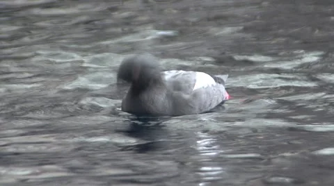 Pigeon Guillemot Adult Swimming Seward S... | Stock Video | Pond5