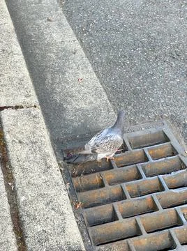 A pigeon in the gutter Foto stock