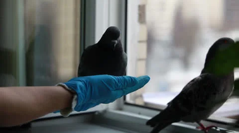 Pigeon on hand Stock Footage 22551599