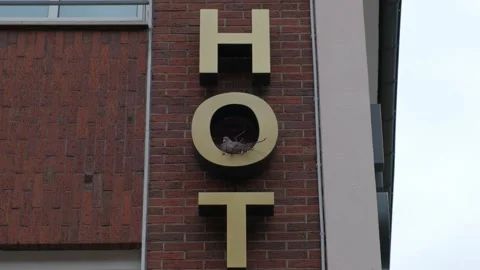 A pigeon has nested on an iron letter O on a brick wall and is incubating Stock Footage 211407058