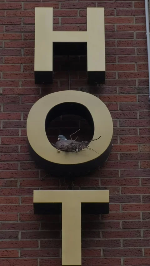 A pigeon has nested on an iron letter O on a brick wall and is incubating i.. Stock Footage 291983474