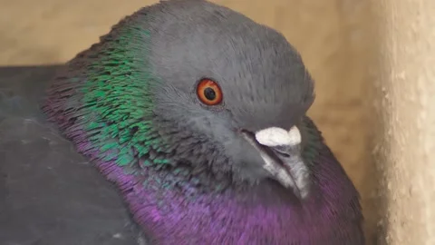 Pigeon head close up Stock Footage 165607322
