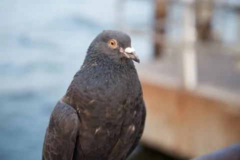Pigeon head close up. Stock Photos