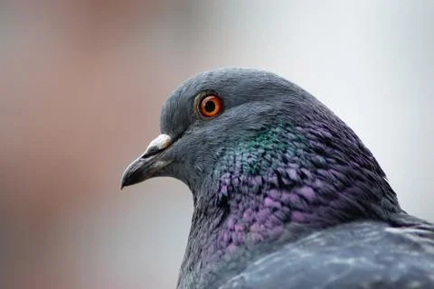 Pigeon head close up Stock Photos
