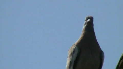Pigeon head movements Video stock 402564