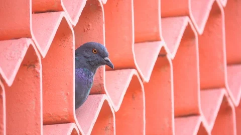 Pigeon on high building  Vidéo 104290446