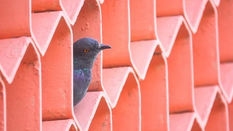 Pigeon on high building  Stock Footage 104291459