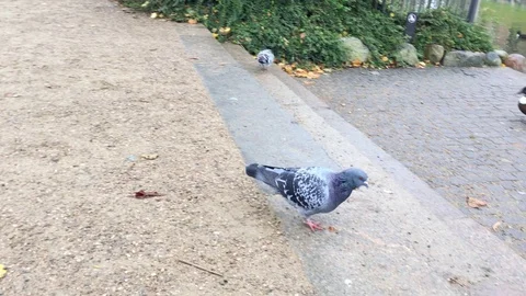 Pigeon Hopping Down the Stairs in an Outdoors Park Stock Footage