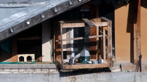 Pigeon House in the attic Stock Footage 128167400