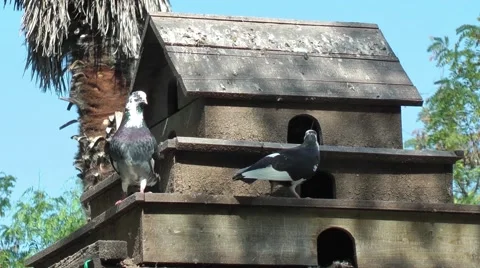 Pigeon House Stock Footage 50429892