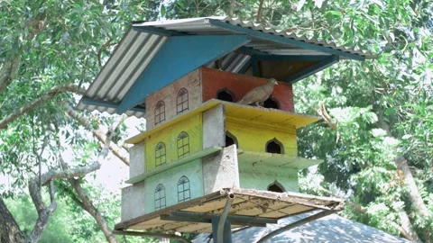 Pigeon house Stock Footage 254453866
