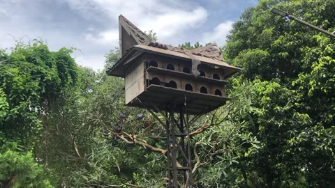 Pigeon house made on a tree Stock Footage 309843856