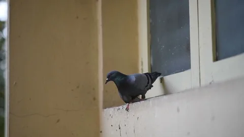 A pigeon on a house window ledge resting and fly away Stock Footage 84094261