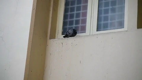 A pigeon on a house window ledge resting Stock Footage 84094264