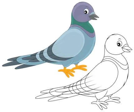 Pigeon Stock Illustration