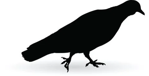 Pigeon Illustrazione stock