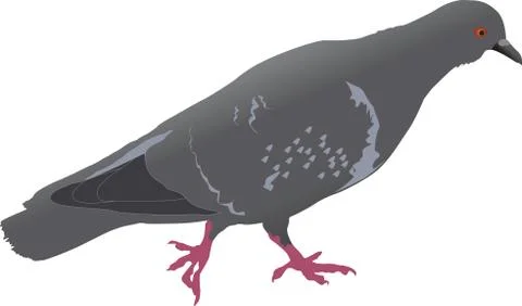 Pigeon Stock Illustration