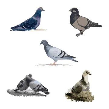 Pigeon Stock Illustration