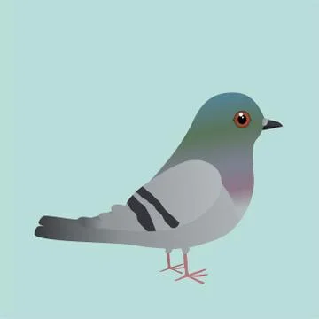 Pigeon イラスト素材