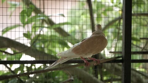 A pigeon inside an aviary Stock Footage 167507503