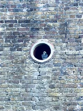 Pigeon inside circular brick opening detail 库存照片
