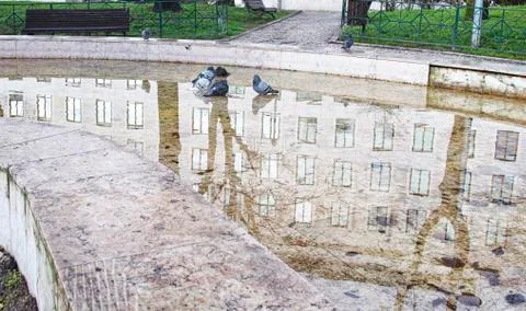 Pigeon inside a fountain Stock Photos