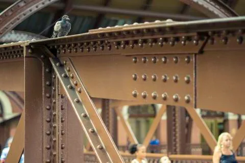 Pigeon inside the light station. 写真素材