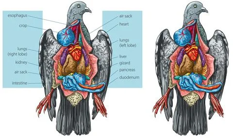 Pigeon internal anatomy Stock Illustration