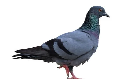 Pigeon isolate Stock Photos