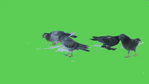 Pigeon isolated on green screen background 20 Stock Footage 116331099