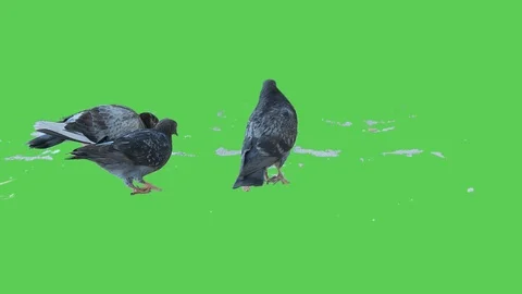 Pigeon isolated on green screen background 19 Stock Footage 116331104