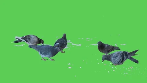 Pigeon isolated on green screen background 19v2 Stock Footage 116332602