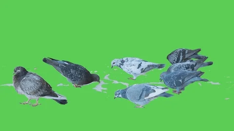 Pigeon isolated on green screen background 18 Stock Footage 116332620