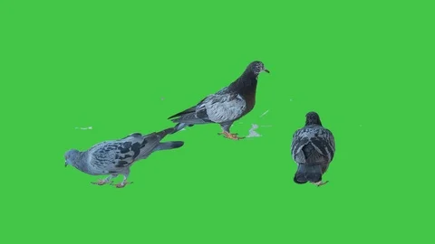 Pigeon isolated on green screen background 16 Stock Footage 116393840