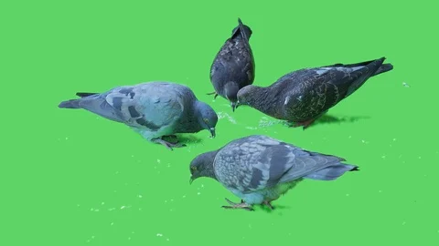 Pigeon isolated on green screen background 15 Stock Footage 116393924